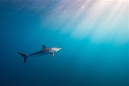Fifteen Shark Species Now Defined as Critically Endangered